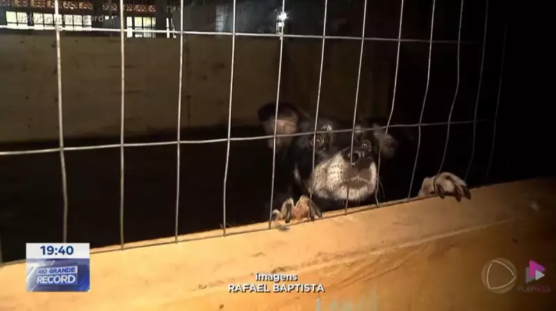 Município de Canoas anuncia fechamento de abrigo para cães em julho: entenda os motivos