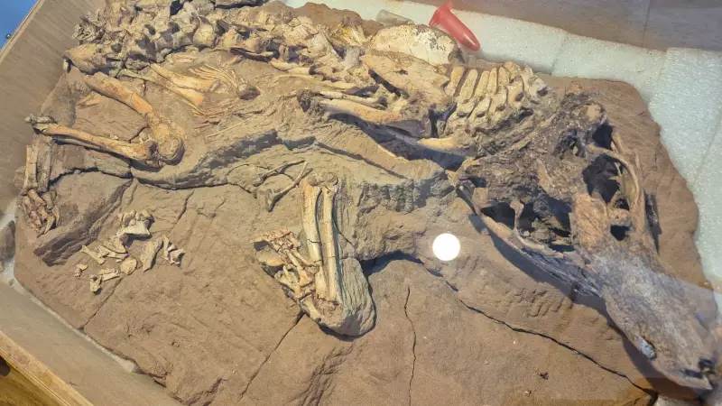 Museu em São José do Rio Preto exibe fóssil único de crocodilo pré-histórico em nova vitrine da Era do Gelo