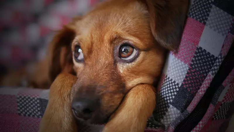Natal aprova lei que garante folga a servidores públicos por luto de pet
