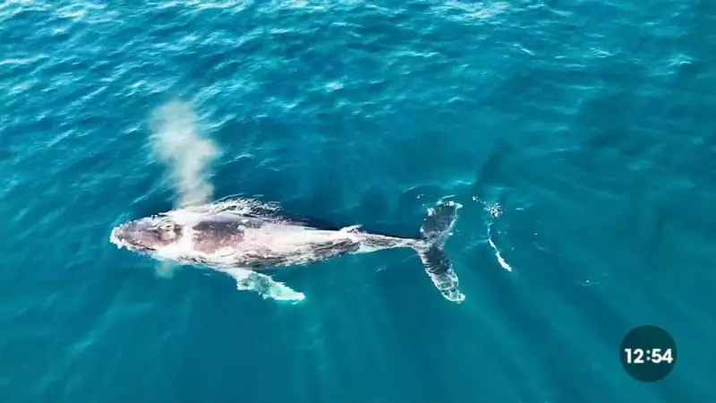 Naufrágio em Ilhabela: 20 pessoas resgatadas após bote afundar durante passeio para observação de baleias