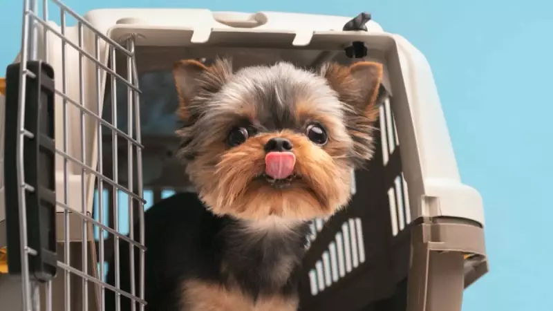 Novas regras permitem transporte de cães e gatos em ônibus intermunicipais de MG