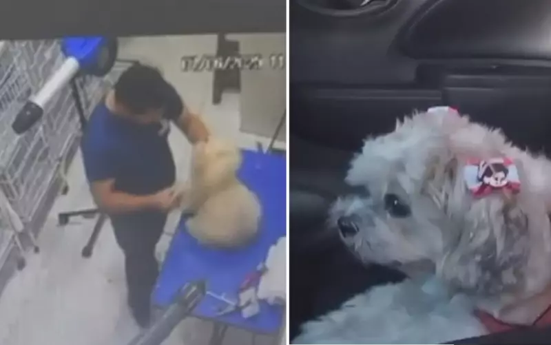 Novo vídeo choca ao mostrar tosador agredindo cadela com socos em petshop de Goiás