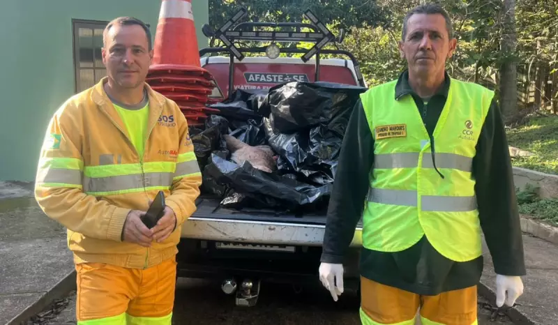Onça-parda é atropelada e morre em Jundiaí: um alerta para a preservação da fauna