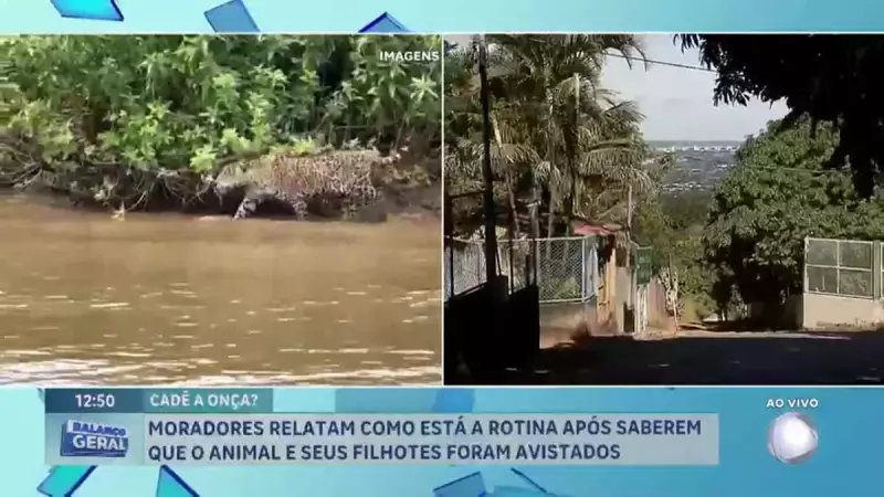 Onça-parda é avistada em área rural de Brasília: moradores relatam rotina alterada