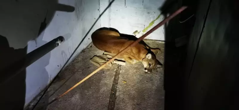 Onça-parda é capturada dentro de lava-rápido em Vinhedo: veja o que aconteceu