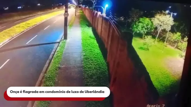 Onça-parda é filmada circulando em calçada e saltando muro de condomínio em Uberlândia