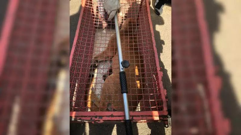 Onça-parda é resgatada em telhado de residência em Marília: veja o vídeo impressionante!