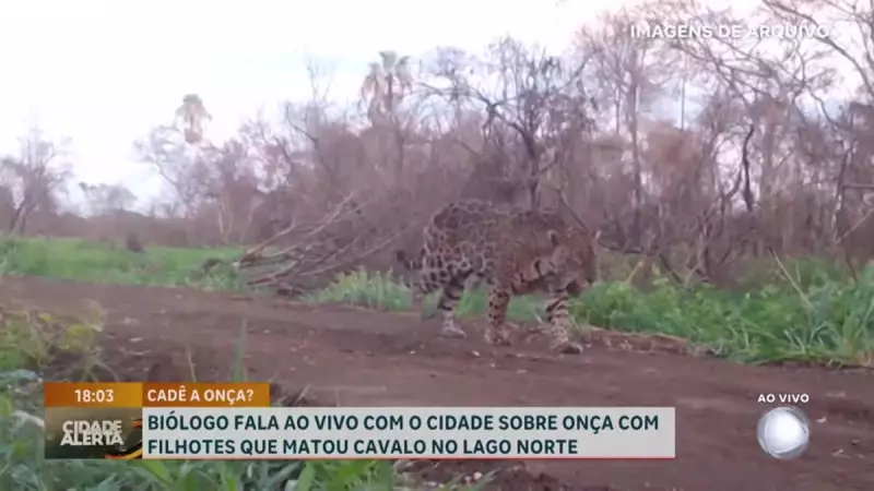 Onça-parda mata cavalo no DF: biólogo tranquiliza população e explica comportamento do animal