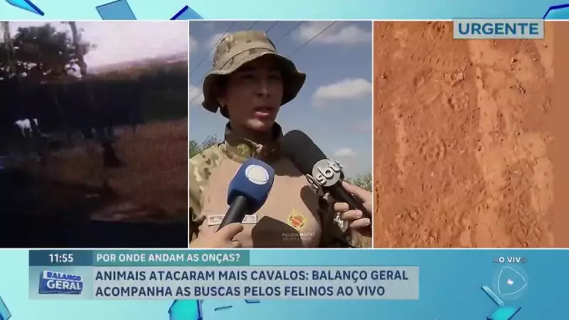 Onça-parda volta a atacar cavalos em área rural do Lago Norte, em Brasília: saiba como proteger seus animais