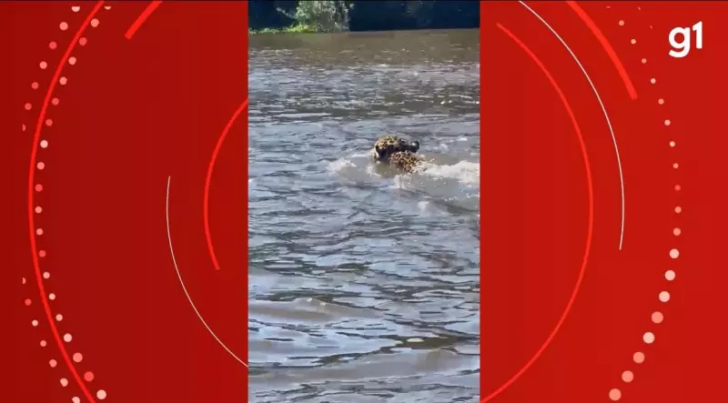 Onça-pintada é flagrada atravessando o Rio Guaporé em Rondônia — Veja o vídeo impressionante!
