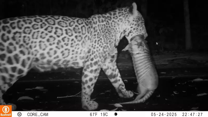 Onça-pintada é flagrada caçando tatu no Parque Nacional do Iguaçu — Veja o registro raro!