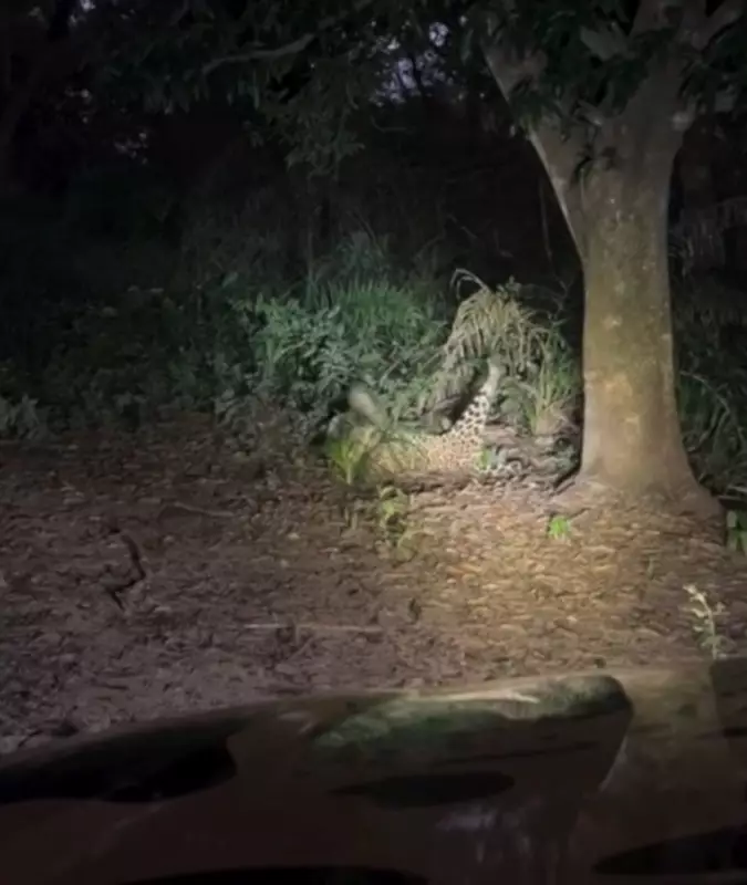 Onça-pintada pantaneira surpreende turistas com brincadeira fofa durante safari em MS