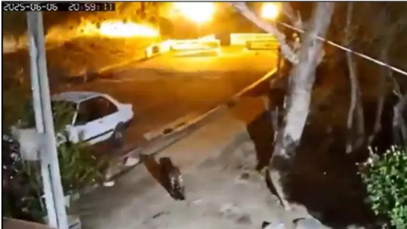 Onças em áreas urbanas: saiba como se proteger e o que fazer ao encontrar o felino