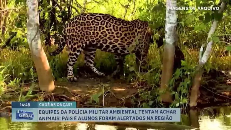 Onças são avistadas no DF: Polícia Militar Ambiental intensifica buscas