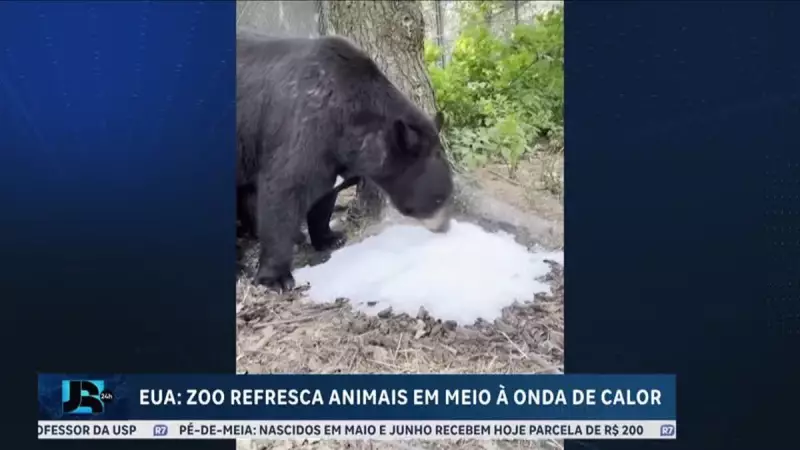 Onda de calor nos EUA: Zoológico adota medidas criativas para refrescar animais