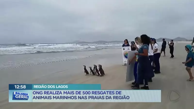 ONG resgata mais de 500 animais marinhos nas praias da Região dos Lagos