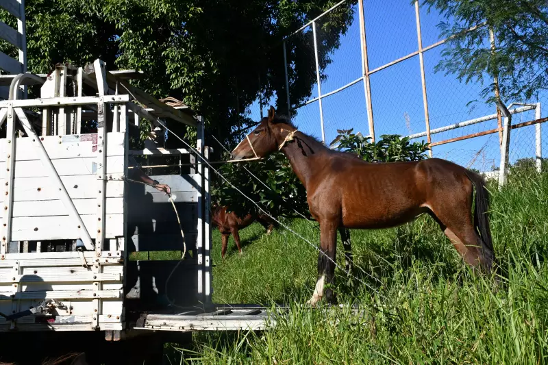 Operação apreende 13 cavalos soltos em áreas públicas de Presidente Prudente