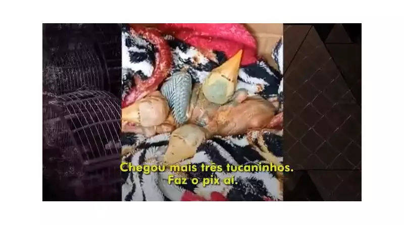 Operação combate tráfico de animais pelo WhatsApp e resgata mais de mil bichos