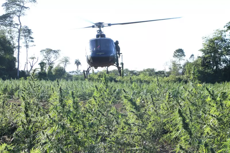 Operação conjunta Brasil-Paraguai destrói 800 toneladas de maconha e plantações gigantescas