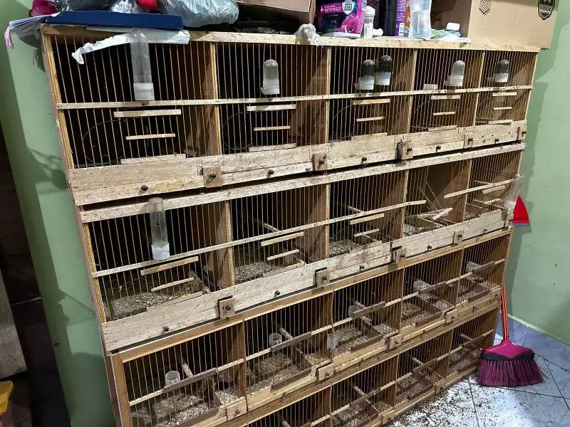Operação contra tráfico de animais no Paraná apreende 200 aves e prende suspeitos