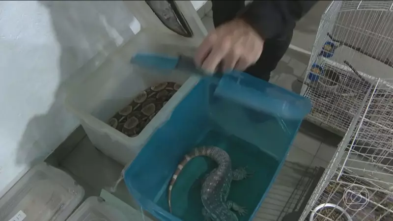 Operação contra tráfico de animais silvestres no Paraná prende 16 suspeitos | Jornal Nacional