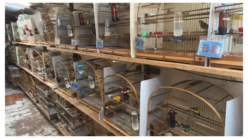 Operação da PF apreende dezenas de aves silvestres mantidas em cativeiro no interior de SP