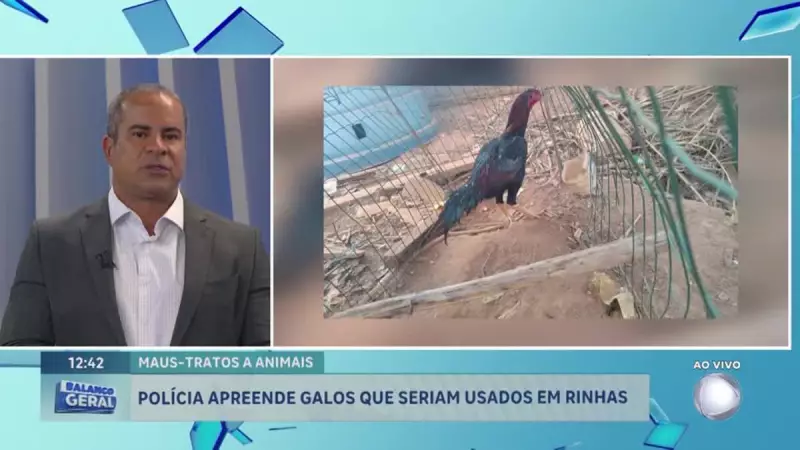 Operação da Polícia Ambiental apreende galos utilizados em rinhas em São Sebastião (DF)