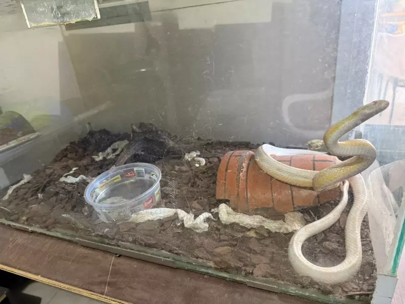 Operação da Polícia Civil apreende animais silvestres e exóticos em Salto e Itu