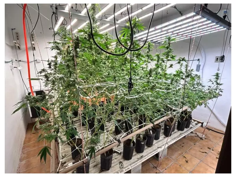 Operação encontra estufa de maconha e 12 litros de óleo de cannabis em imóvel de luxo em Florianópolis