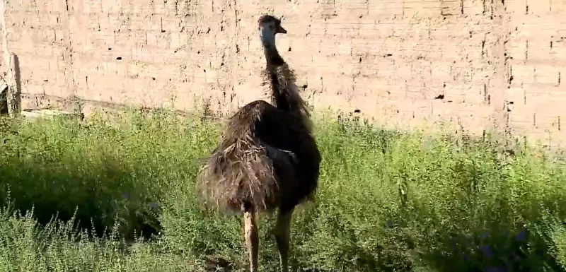 Operação policial apreende animais silvestres em Raposa, incluindo ave nativa da Austrália