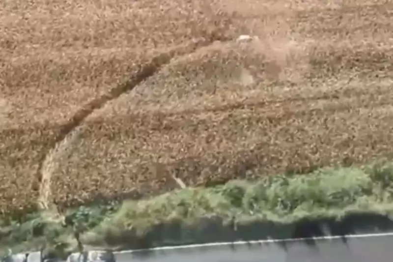 Operação policial em Londrina prende quadrilha com 1,5 tonelada de maconha vinda do Paraguai