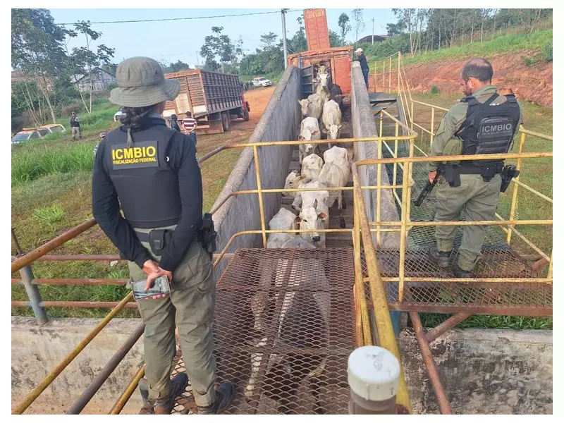 Operação Sucuarana apreende gado e prende suspeitos no Acre: veja detalhes