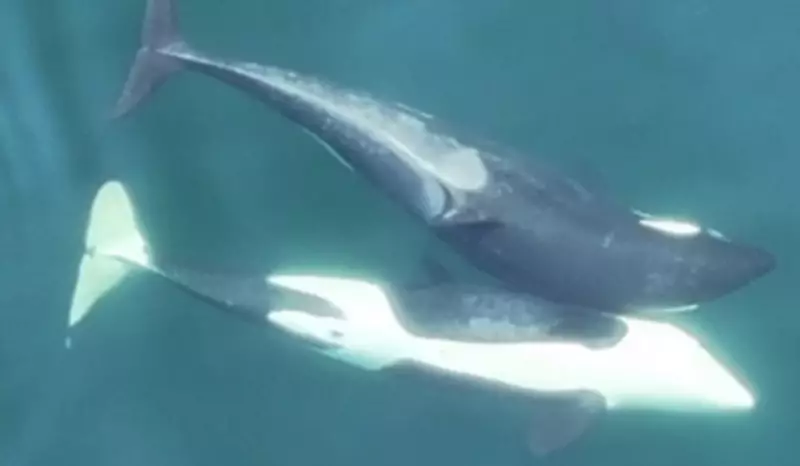 Orcas usam algas marinhas como ferramentas para coçar as costas em comportamento inédito