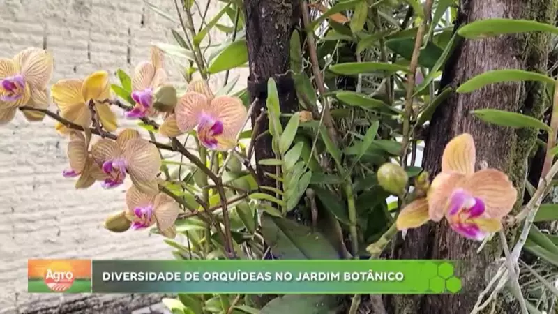 Orquidário em Bauru, SP, encanta com mais de 147 espécies de orquídeas