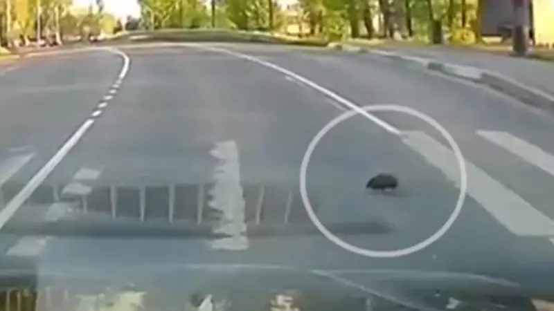 Ourico viraliza na Rússia ao atravessar rua na faixa de pedestres — veja o vídeo!