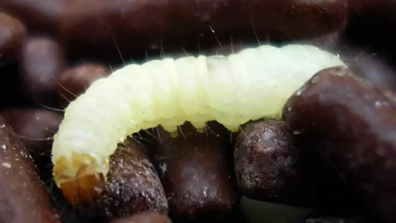 Paciente com câncer encontra larva em comida de hospital no Rio: família denuncia descaso