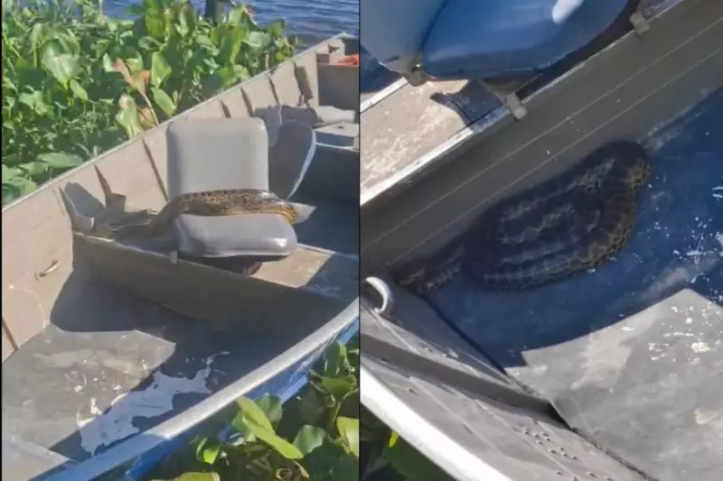 Pai e filho têm pescaria interrompida por sucuris no Pantanal; assista ao vídeo impressionante