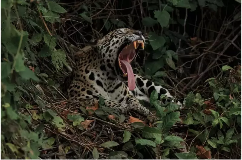 Pantanal em Destaque: Governo investe US$ 150 mil em campanha internacional para safári
