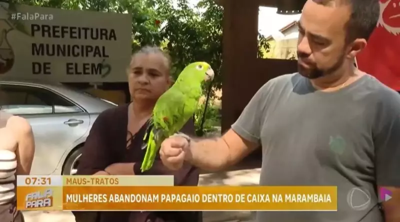 Papagaio é resgatado após ter asa cortada e ser abandonado em situação cruel