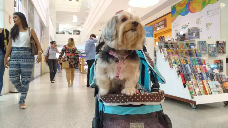 Pará agora é pet-friendly: saiba quais estabelecimentos aceitam animais de estimação