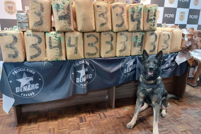 Paraná faz história: maior apreensão de haxixe da polícia estadual é registrada