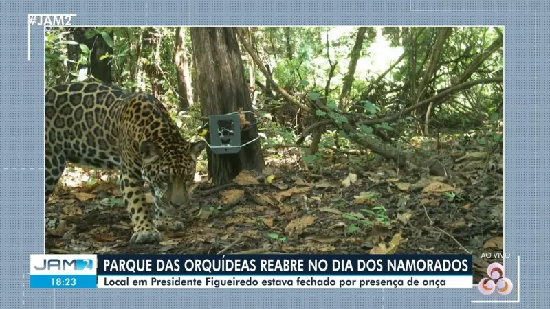 Parque das Orquídeas reabre após confirmação de ausência de onça-pintada e filhote no AM