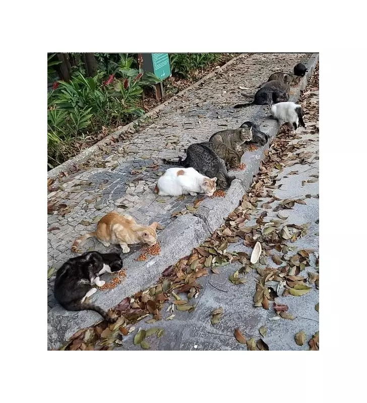 Parque Municipal em BH tem horário alterado para vacinação de gatos: confira as mudanças