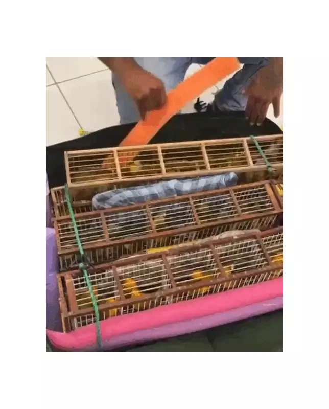 Passageiro é preso ao tentar embarcar com 170 canários no aeroporto de Boa Vista