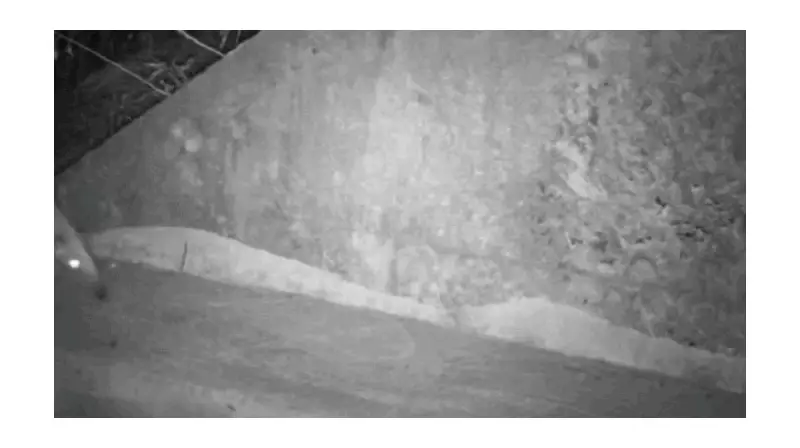 Passarela Subterrânea no RS: Veja Como Animais Selvagens Cruzam Estradas em Segurança