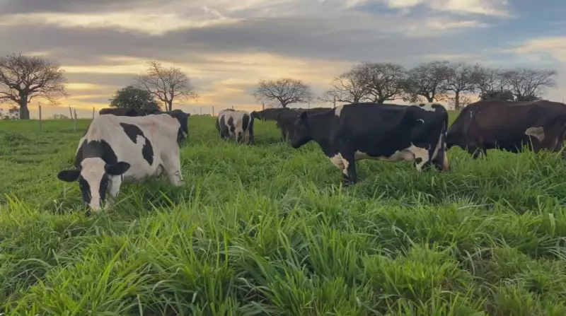 Pastejo de inverno: solução sustentável para alimentação animal na estiagem