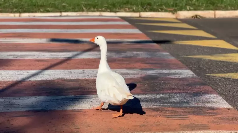 Patos e gansos param o trânsito em avenida de Bauru; veja o vídeo!