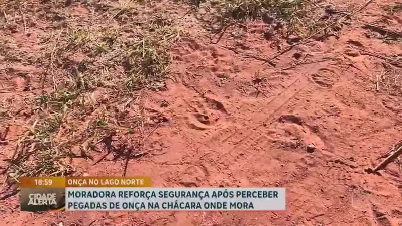 Pegadas de onça são encontradas em chácara de Brasília: moradora reforça segurança