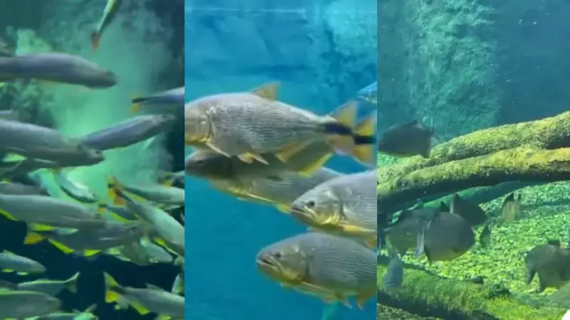 Peixes com pneumonia? Aquecedores viram aliados no maior aquário de água doce do mundo durante o frio