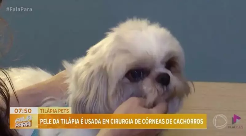 Pele de Tilápia Acelera Recuperação Ocular em Cães: Conheça o Tratamento Inovador